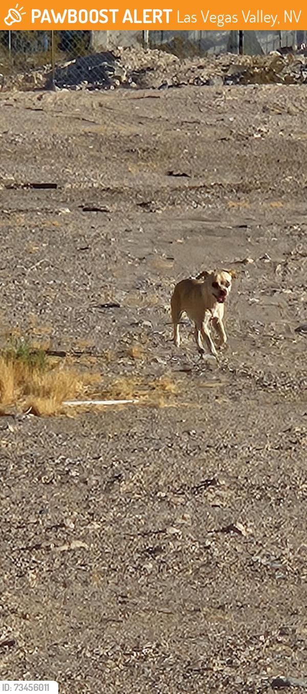 Found/Stray Unknown Dog last seen On Pebble Rd between Spencer and Eastern, in field next to new construction, Las Vegas Valley, NV 89123