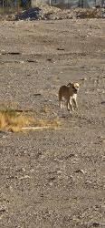 Found/Stray Unknown Dog last seen On Pebble Rd between Spencer and Eastern, in field next to new construction, Las Vegas Valley, NV 89123