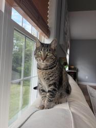 Lost Female Cat last seen Kiara Dr near the Ecotarium, Worcester, MA 01604