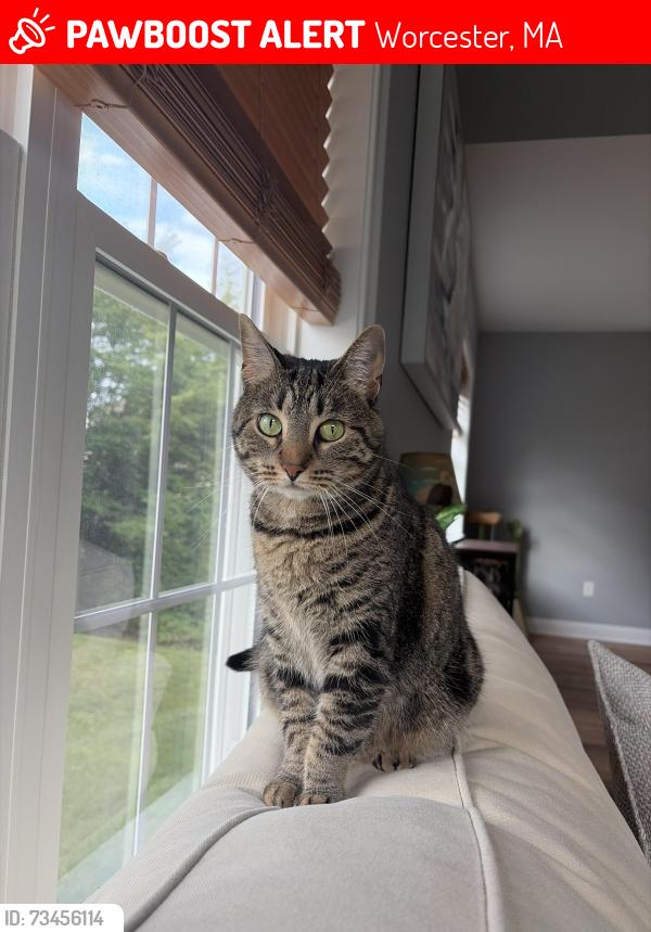 Lost Female Cat last seen Kiara Dr near the Ecotarium, Worcester, MA 01604