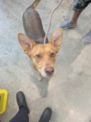 Shelter Stray Female Dog last seen Near Devinstone Dr, West District, TX, 355 Hillshire Dr, Haslet, TX 76052, USA