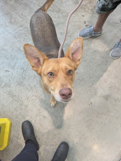 Shelter Stray Female Dog last seen Near Devinstone Dr, West District, TX, 355 Hillshire Dr, Haslet, TX 76052, USA