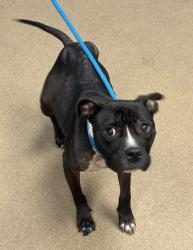 Shelter Stray Female Dog last seen Near Nectarine Circle, 30034, GA, 3280 Chamblee Dunwoody Rd, Chamblee, GA 30341, USA
