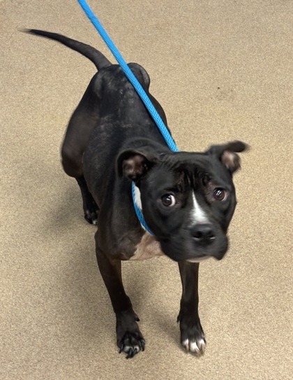 Shelter Stray Female Dog last seen Near Nectarine Circle, 30034, GA, 3280 Chamblee Dunwoody Rd, Chamblee, GA 30341, USA