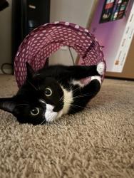 Reunited Female Cat last seen Timber Hollow Ct, Chapel Hill, NC 27514