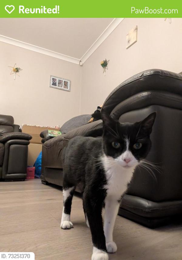 Reunited Female Cat last seen Hilly fields park, Greater London, England SE4 1JD