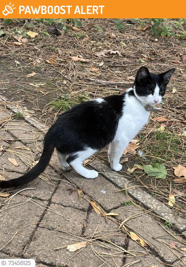 Found/Stray Unknown Cat last seen Bristol business park, Stoke Gifford, England BS16 1EJ