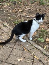 Found/Stray Unknown Cat last seen Bristol business park, Stoke Gifford, England BS16 1EJ