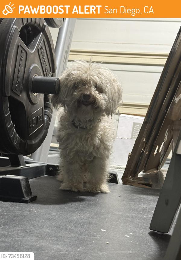 Found/Stray Unknown Dog last seen Avenida Averio, near Sprouts, San Diego, CA 92128