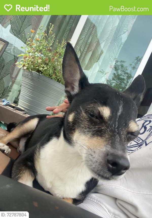 Reunited Male Dog last seen On my driveway at 2am, Bradenton, FL 34208