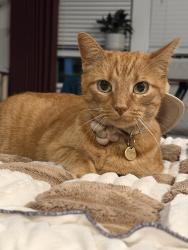 Lost Female Cat last seen Prairie Lakes, Hays County, TX 78640