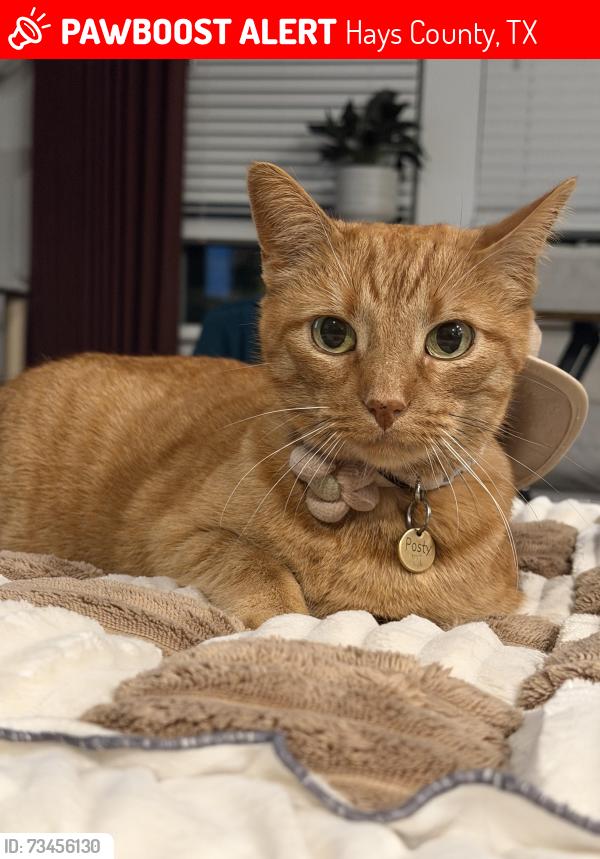Lost Female Cat last seen Prairie Lakes, Hays County, TX 78640