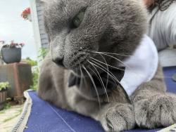 Lost Male Cat last seen S Harrison st fort wayne, Fort Wayne, IN 46807