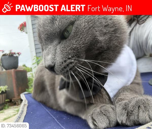 Lost Male Cat last seen S Harrison st fort wayne, Fort Wayne, IN 46807