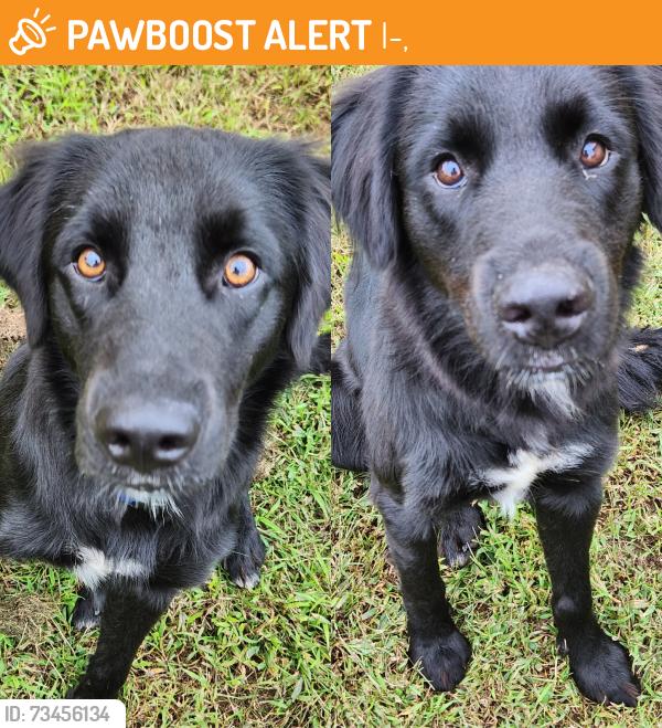 Found/Stray Male Dog last seen I-79, I-79,  15347