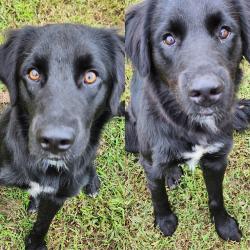 Found/Stray Male Dog last seen I-79, I-79,  15347