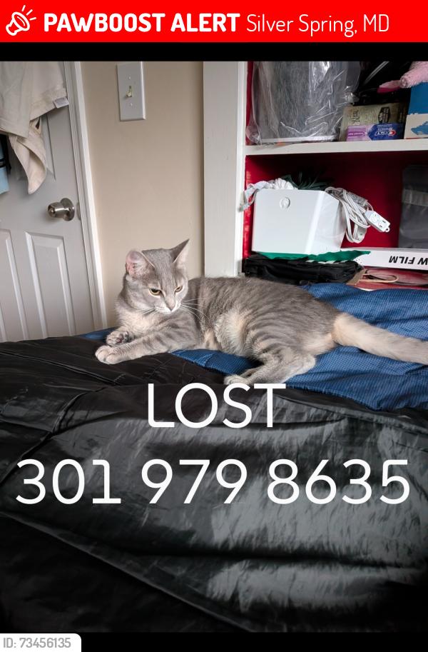 Lost Female Cat last seen Intersection of Dennis ave and Douglas Ave, Silver Spring, MD 20902