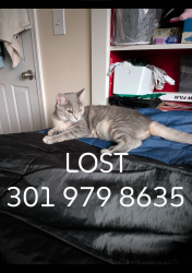 Lost Female Cat last seen Intersection of Dennis ave and Douglas Ave, Silver Spring, MD 20902