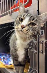 Shelter Stray Male Cat last seen MT, 1010 25th Ave NE, Great Falls, MT 59404, USA