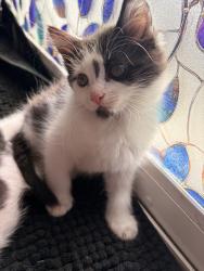Shelter Stray Male Cat last seen NE 42nd Ave / NE Tillamook St, PORTLAND, OR, 97213, 1700 W Historic Columbia River Hwy, Troutdale, OR 97060, USA