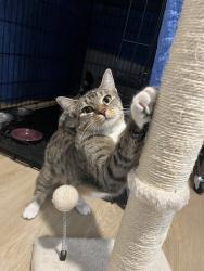 Shelter Stray Female Cat last seen NE 202nd and Glisan, OR, 1700 W Historic Columbia River Hwy, Troutdale, OR 97060, USA