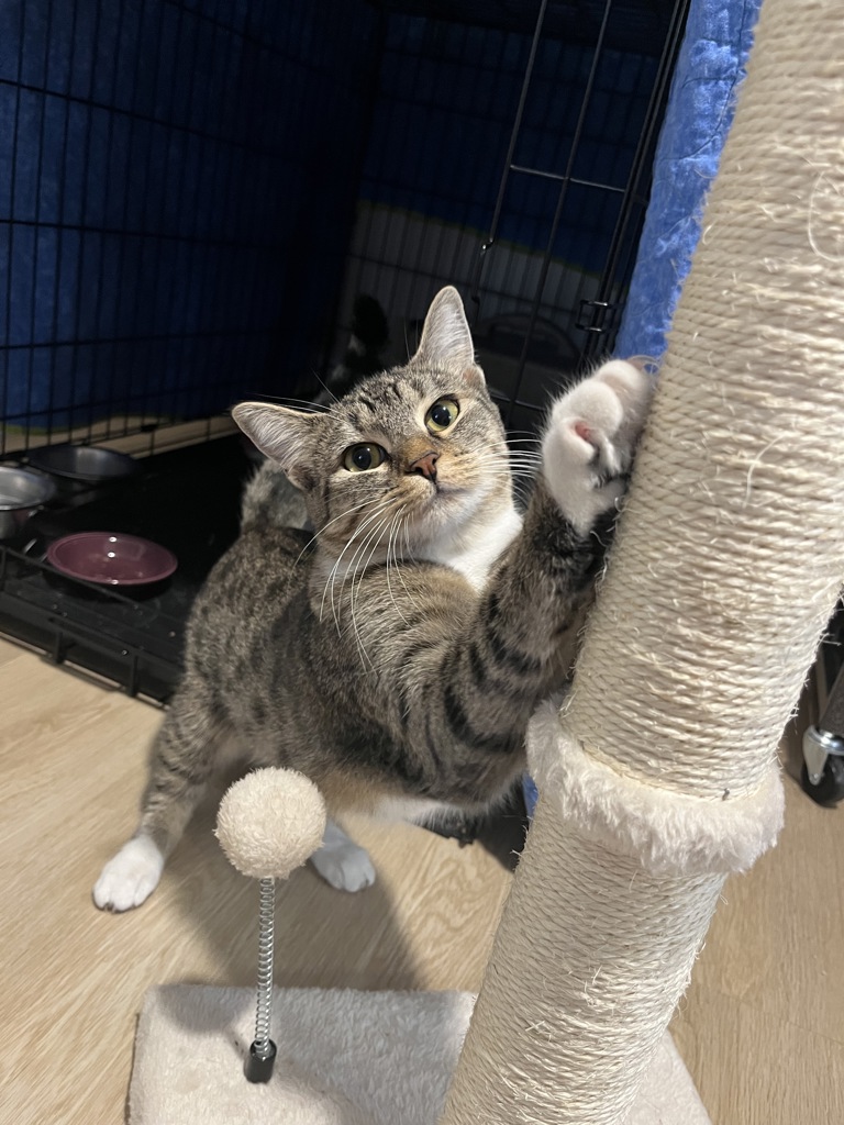 Shelter Stray Female Cat last seen NE 202nd and Glisan, OR, 1700 W Historic Columbia River Hwy, Troutdale, OR 97060, USA