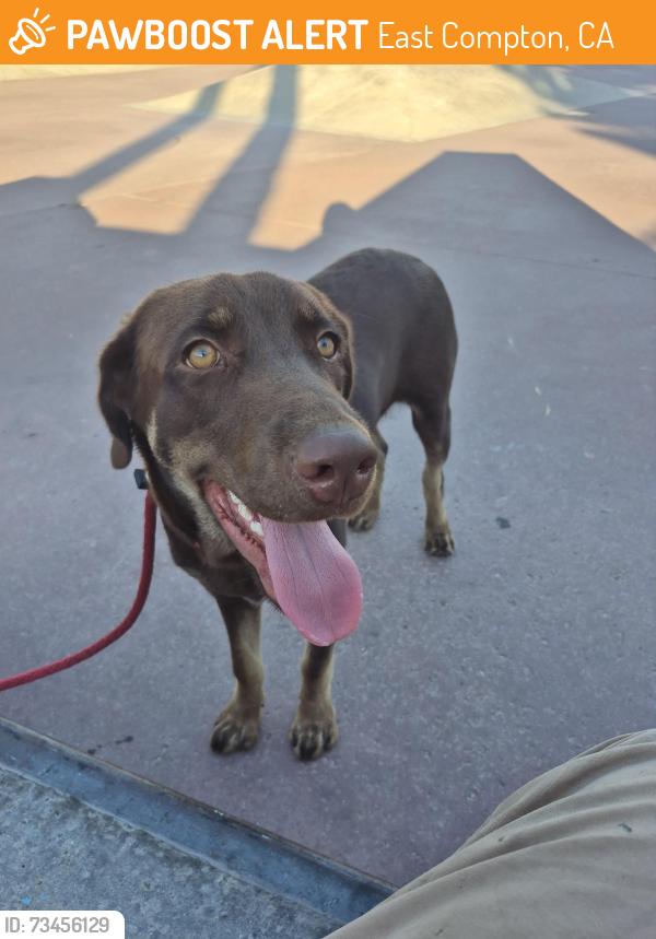 Found/Stray Male Dog last seen Rosecrans and Atlantic - Compton, ca, East Compton, CA 90221