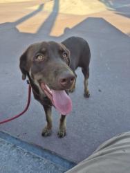 Found/Stray Male Dog last seen Rosecrans and Atlantic - Compton, ca, East Compton, CA 90221
