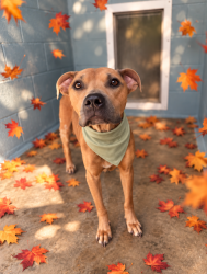 Shelter Stray Female Dog last seen Vatican Road, CHURCH POINT, LA, 70525, 410 Dugas Rd, Lafayette, LA 70507, USA