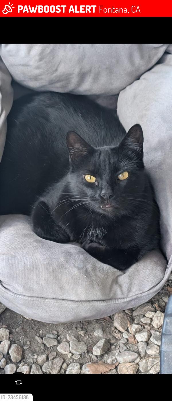 Lost Female Cat last seen Live oak and sequoia, Fontana, CA 92335