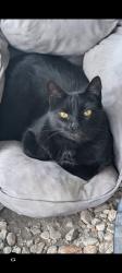Lost Female Cat last seen Live oak and sequoia, Fontana, CA 92335