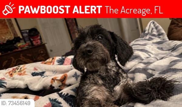 Lost Male Dog last seen Avocado and 83rd the acreage lox, Florida, The Acreage, FL 33412