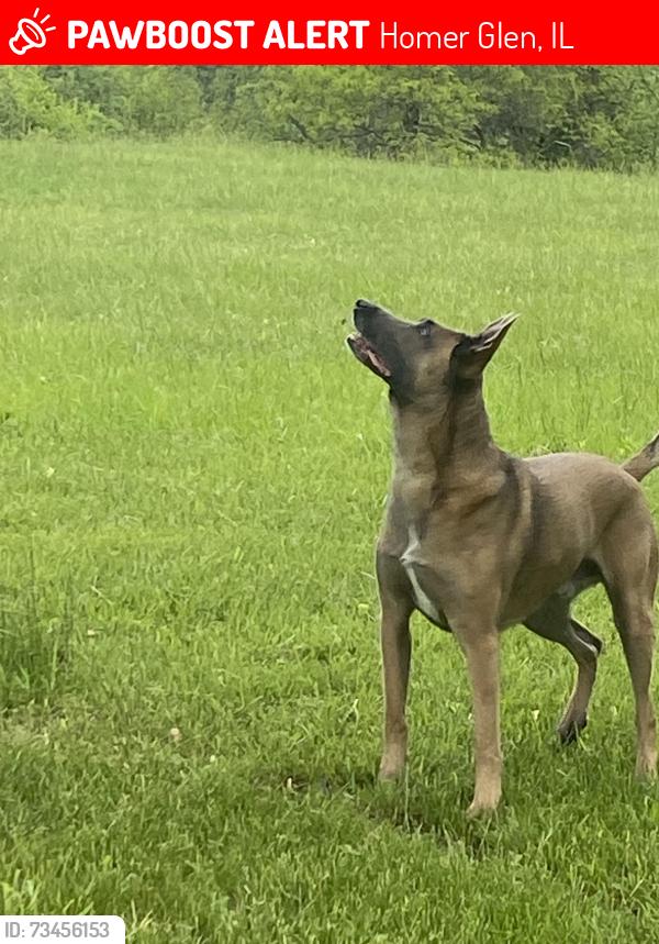 Lost Male Dog last seen 131st and will cook road, Homer Glen, IL 60467