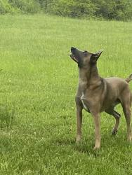 Lost Male Dog last seen 131st and will cook road, Homer Glen, IL 60467