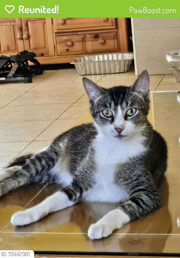 Reunited Male Cat last seen Hamilton Park, Pomona, CA 91767