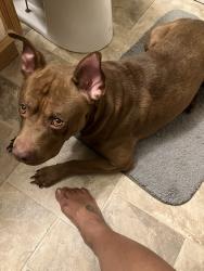 Reunited Male Dog last seen Nimick St and Oakwood St, Pittsburgh, PA 15221