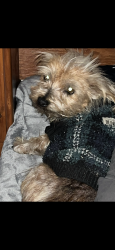 Lost Female Dog last seen Oak Drive and Camino Ciego in Vista, Vista, CA 92084