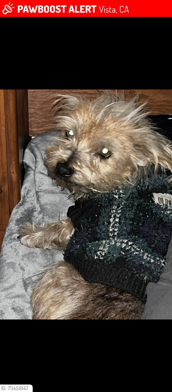 Lost Female Dog last seen Oak Drive and Camino Ciego in Vista, Vista, CA 92084