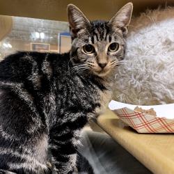 Shelter Stray Male Cat last seen , Animal Care & Control Team of Philly, 111 W Hunting Park Ave, Philadelphia, PA 19140, USA