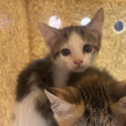 Shelter Stray Male Cat last seen , Animal Care & Control Team of Philly, 111 W Hunting Park Ave, Philadelphia, PA 19140, USA