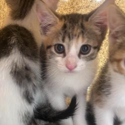 Shelter Stray Female Cat last seen , Animal Care & Control Team of Philly, 111 W Hunting Park Ave, Philadelphia, PA 19140, USA