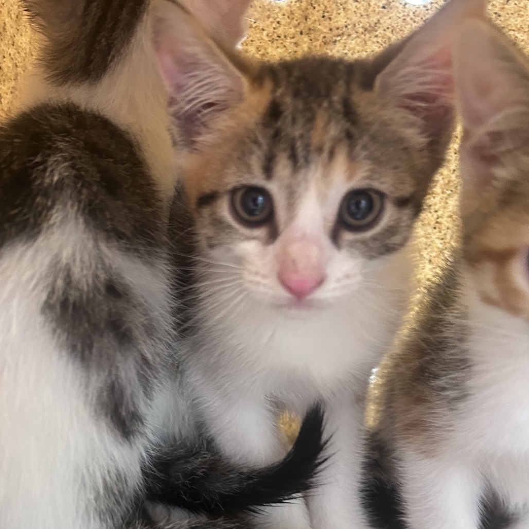 Shelter Stray Female Cat last seen , Animal Care & Control Team of Philly, 111 W Hunting Park Ave, Philadelphia, PA 19140, USA