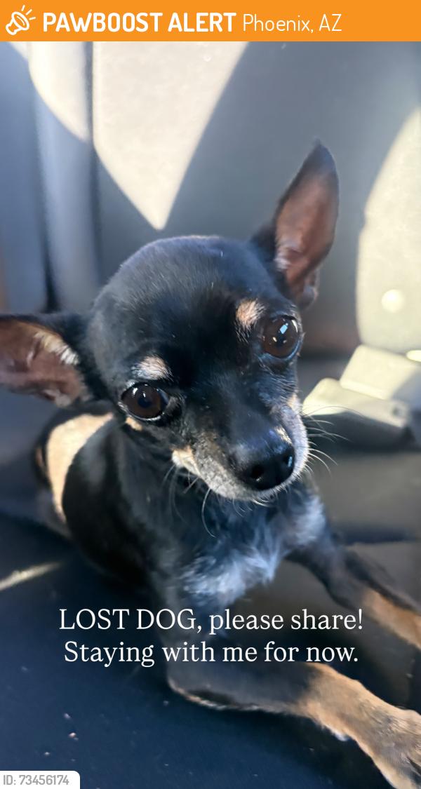 Found/Stray Female Dog last seen Corsica, Phoenix, AZ 85041