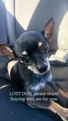 Found/Stray Female Dog last seen Corsica, Phoenix, AZ 85041