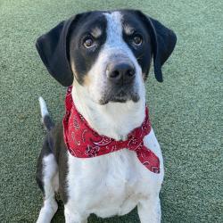 Shelter Stray Male Dog last seen , 244 Georgetown Rd, Jacksonville, NC 28540, USA