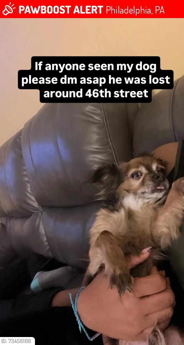 Lost Male Dog last seen Haverford ave, Philadelphia, PA 19139