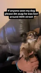 Lost Male Dog last seen Haverford ave, Philadelphia, PA 19139