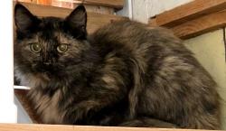 Found/Stray Unknown Cat last seen Found on Candler Knob Rd, Asheville, NC 28806