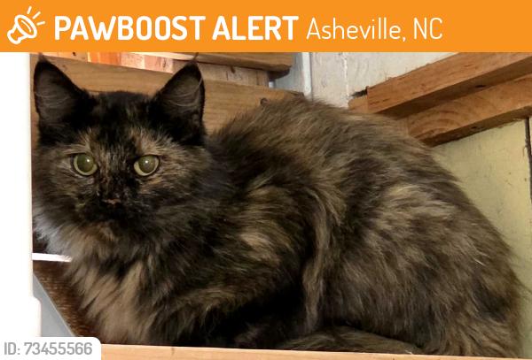 Found/Stray Unknown Cat last seen Found on Candler Knob Rd, Asheville, NC 28806