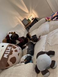 Lost Female Dog last seen 8th ave and dobson, Mesa, AZ 85204